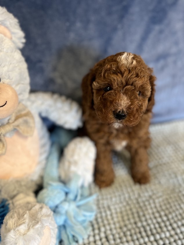 cavoodle puppy