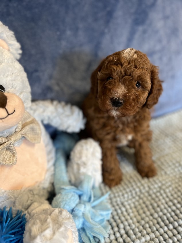 cavoodle puppy