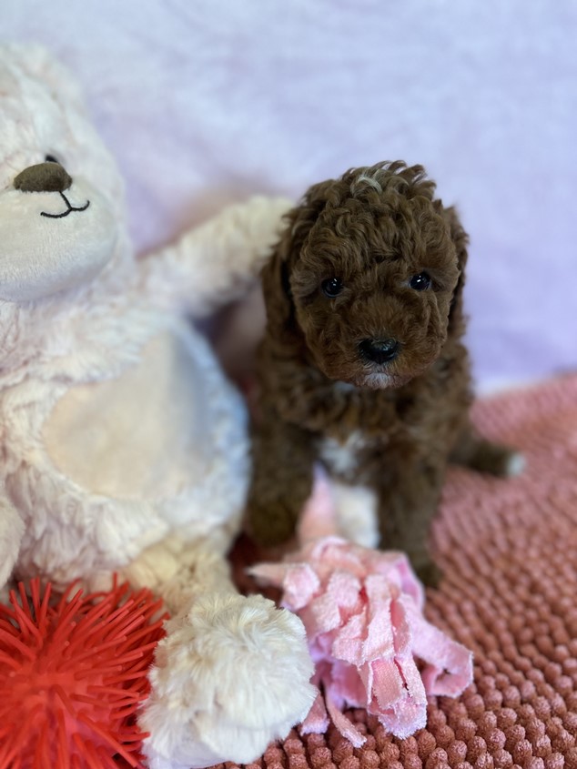 cavoodle puppy