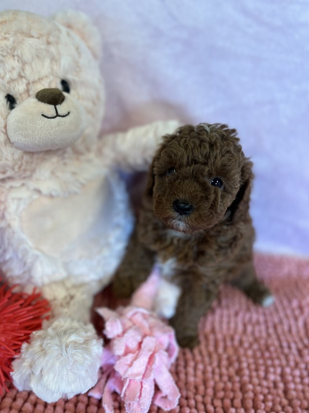 cavoodle puppy