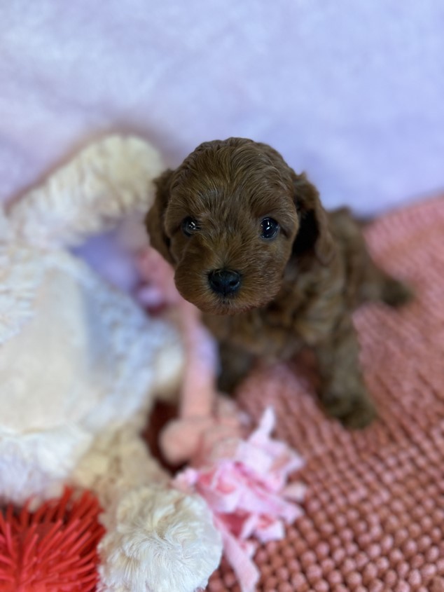 cavoodle puppy