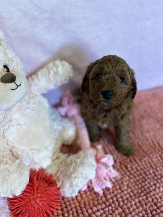 cavoodle puppy