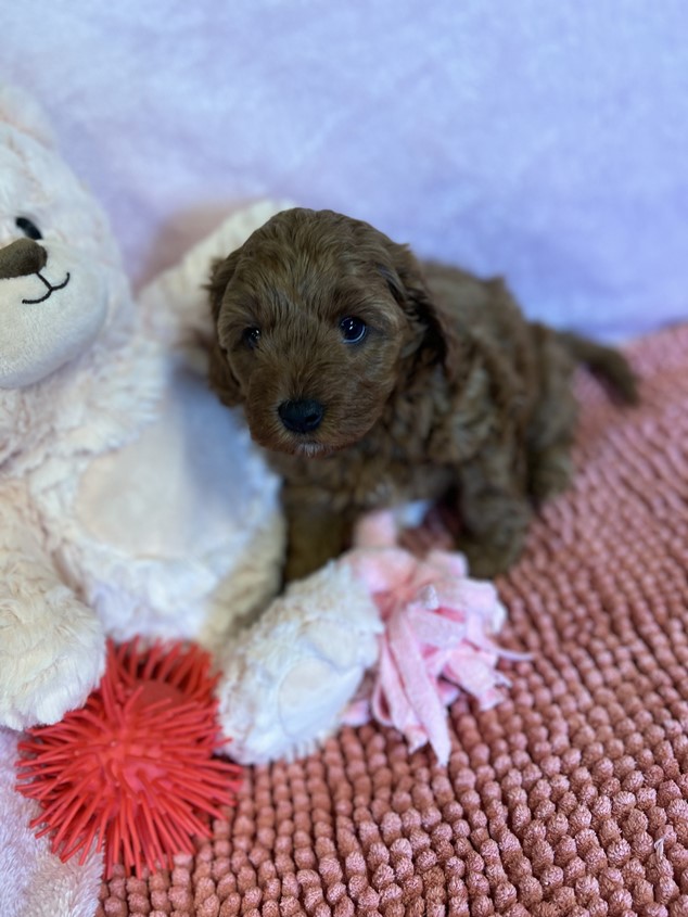 cavoodle puppy