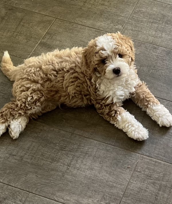 cavoodle puppy