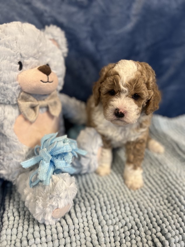 cavoodle puppies