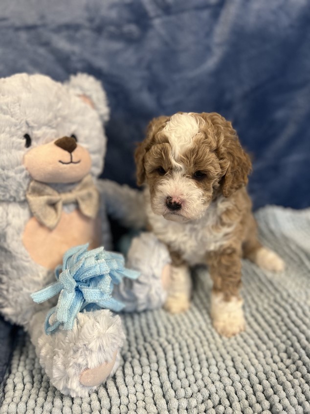 cavoodle puppies