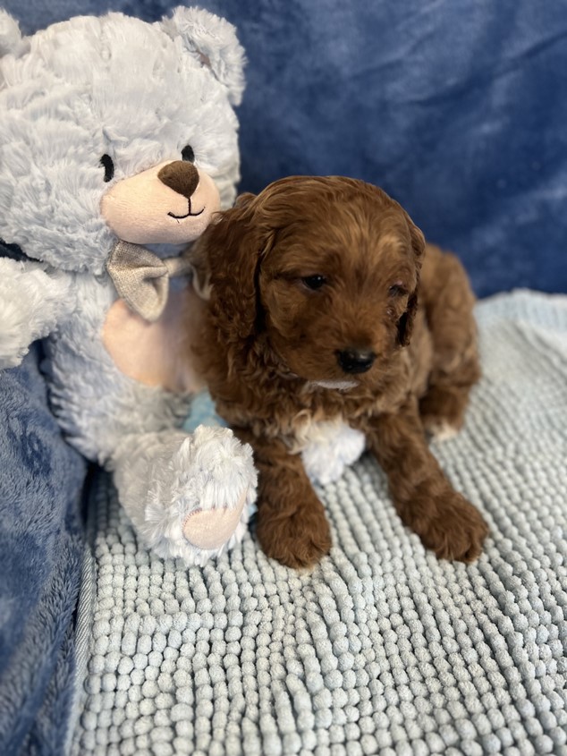 cavoodle puppies