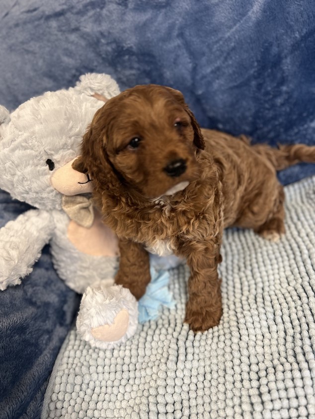 cavoodle puppies