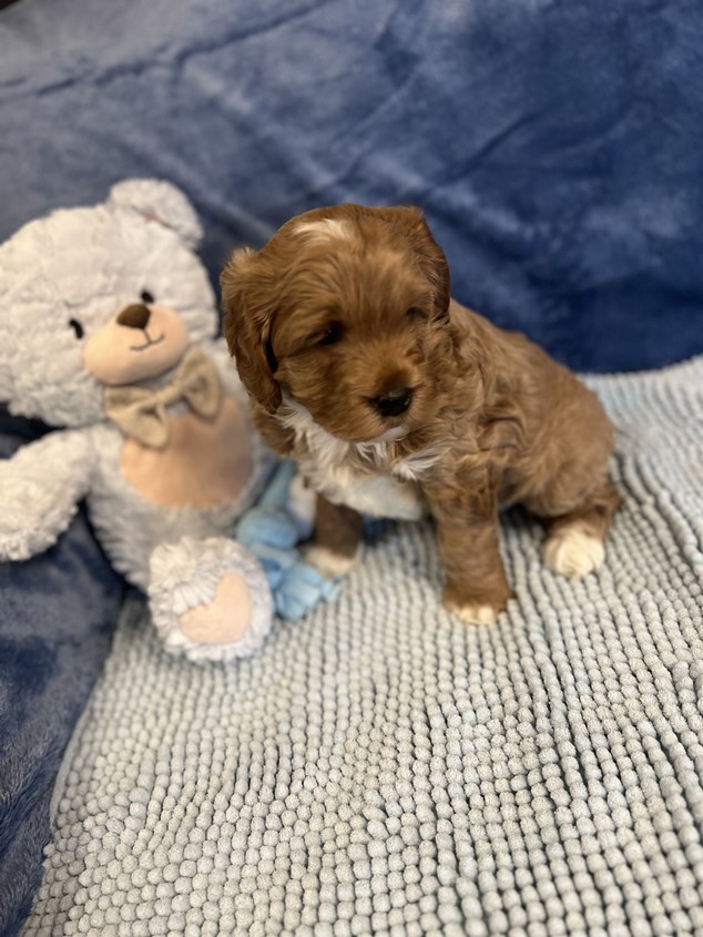 cavoodle puppies