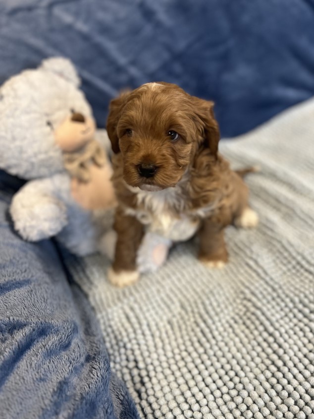 cavoodle puppies