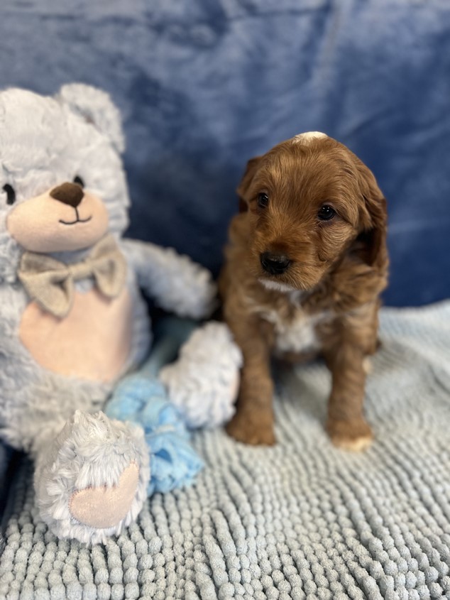 cavoodle puppies