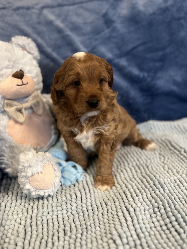 cavoodle puppies