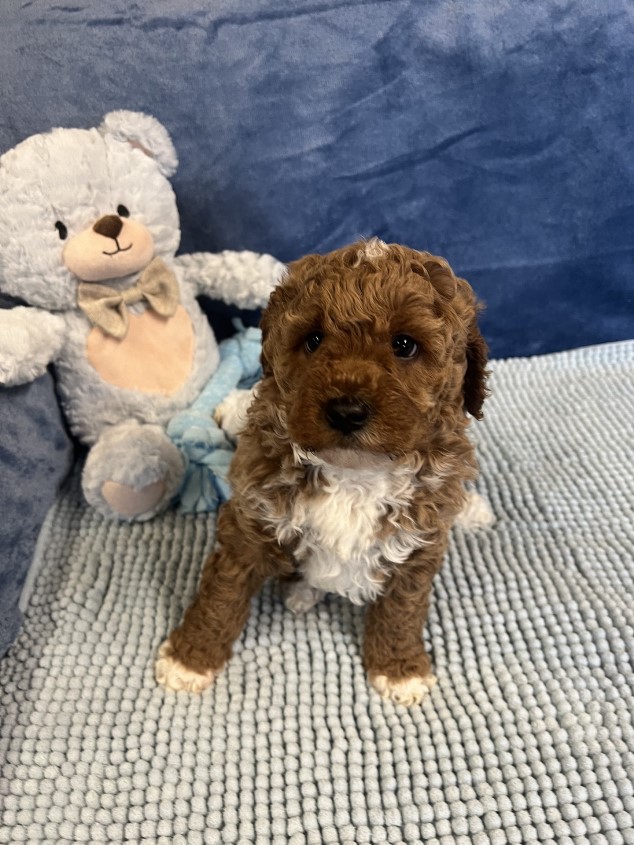 cavoodle puppies